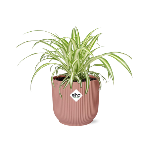 Chlorophytum Comosum Variegatum - ~20cm Ø14 cm inkl. Topf "Roze"