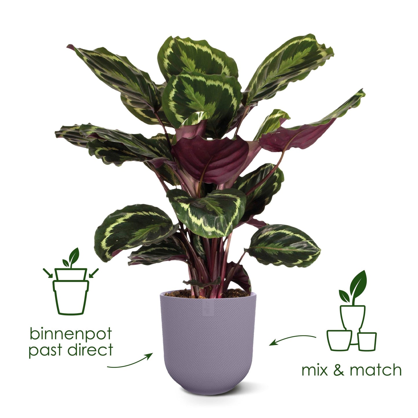 Topf "tuscan red" D14 x H13