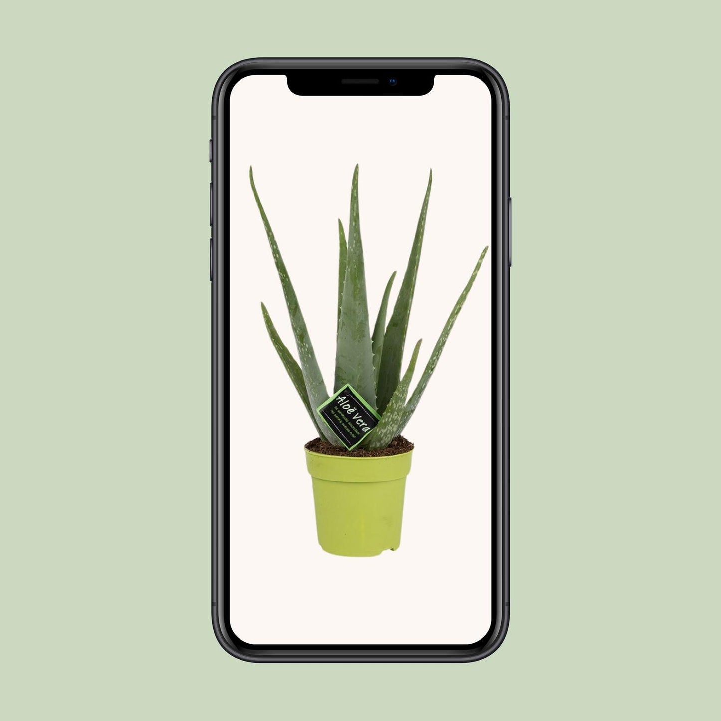 Echte Aloe 45 cm