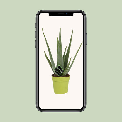 Echte Aloe 45 cm