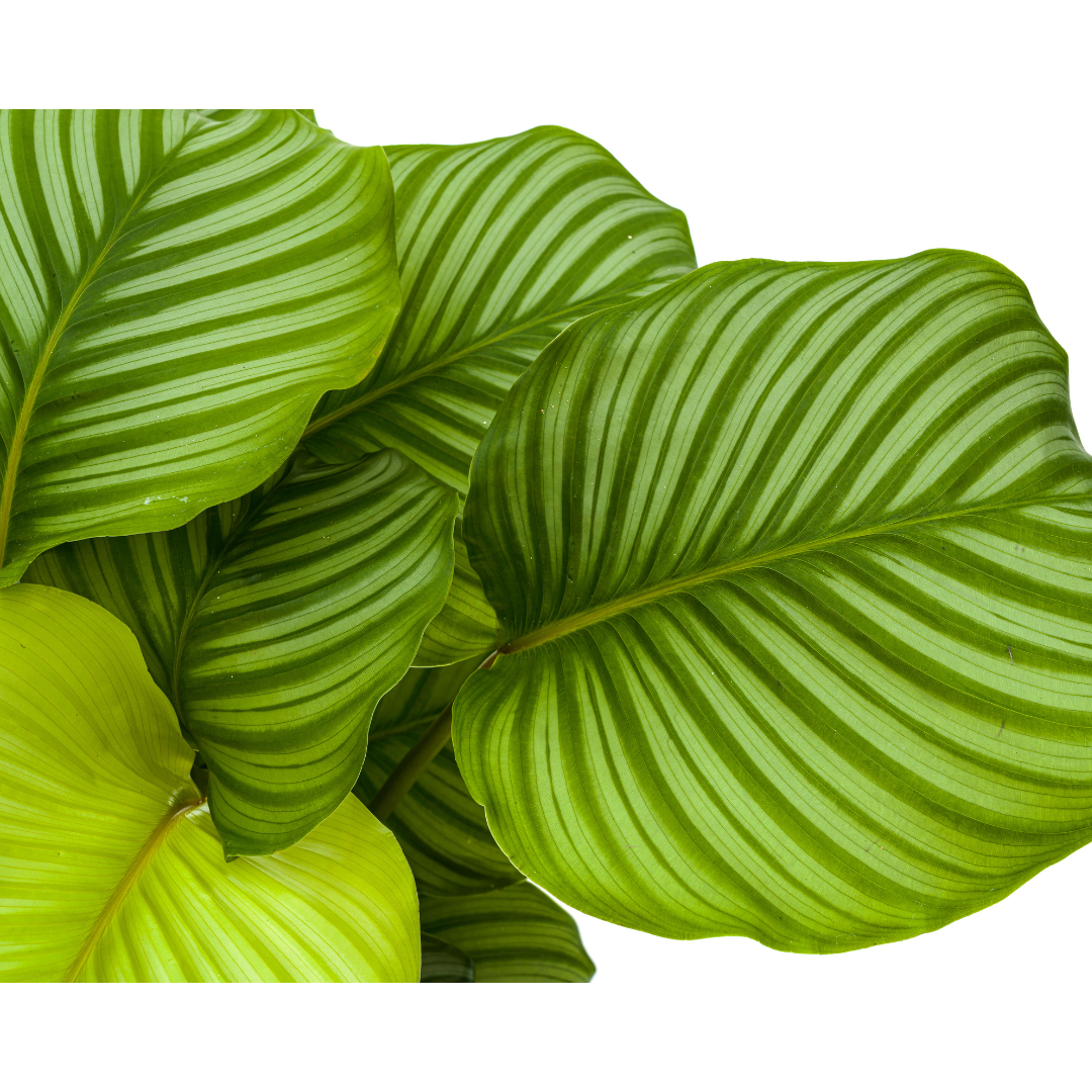 Calathea "Orbifolia" 80 cm