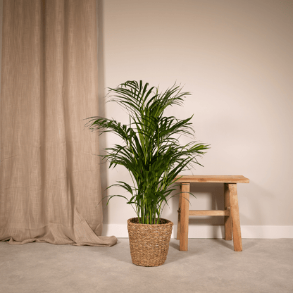 Areca-Palme 70 cm