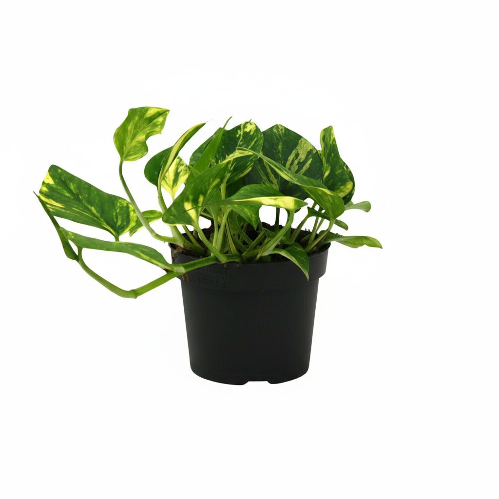 Efeutute "N’Joy Gold" - 25 cm