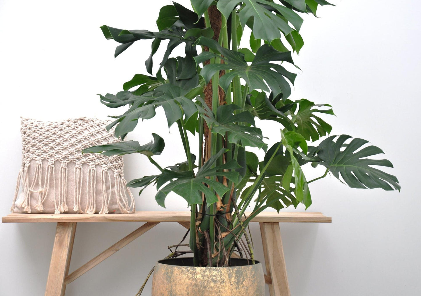 Monstera Deliciosa 150 cm