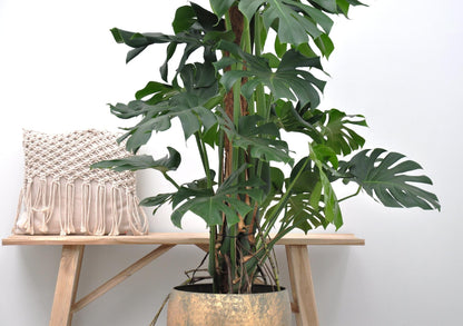 Monstera Deliciosa 150 cm