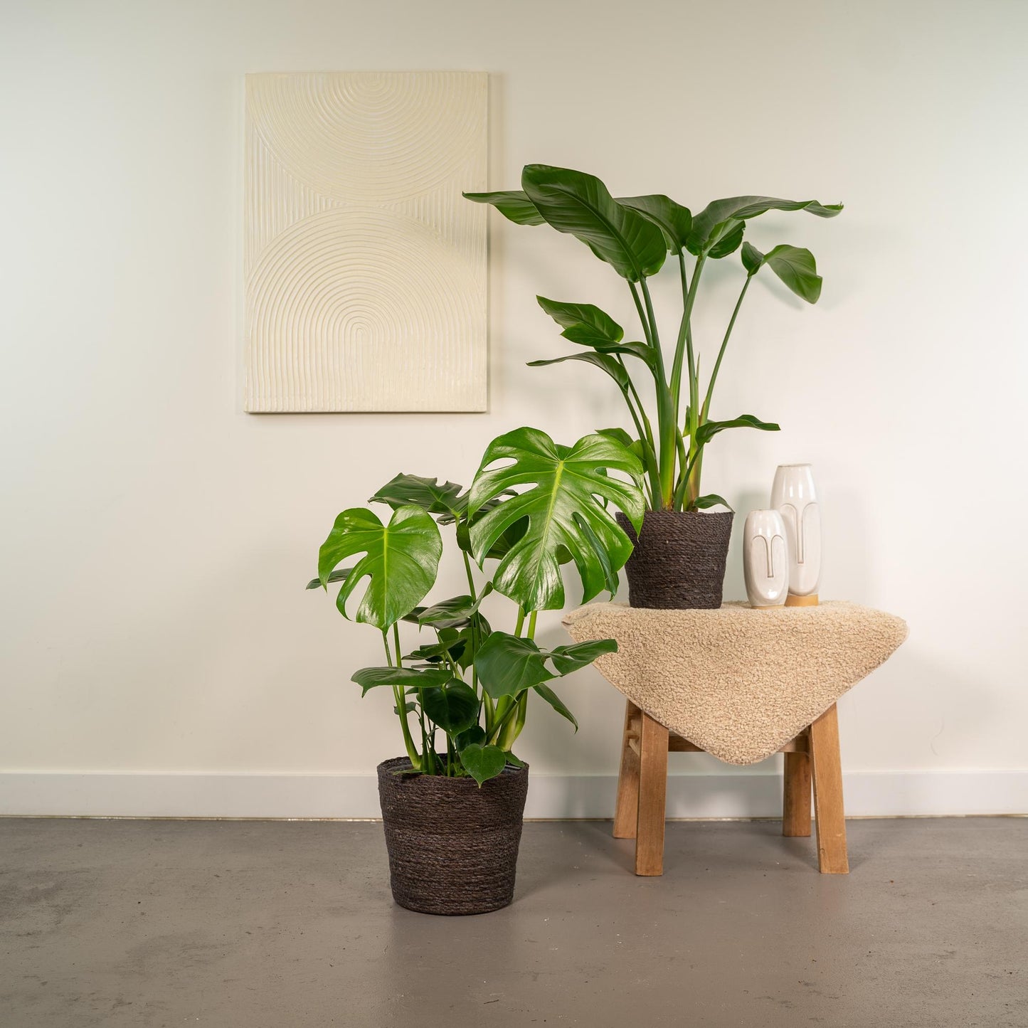 Bundle "Duo" Strelitzia Nicolai/Monstera Deliciosa - 80 cm